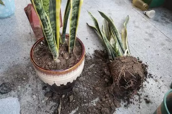 花卉盆栽土配制咋按植株选基质呢,花卉盆栽土如何配制，依生长选基质？插图4