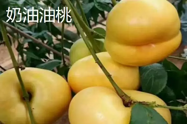 好吃的油桃有哪些品种呢,世纪之星油桃果肉金黄、口感清脆甜美吗插图5 好吃的油桃有哪些品种呢,世纪之星油桃果肉金黄、口感清脆甜美吗插图5