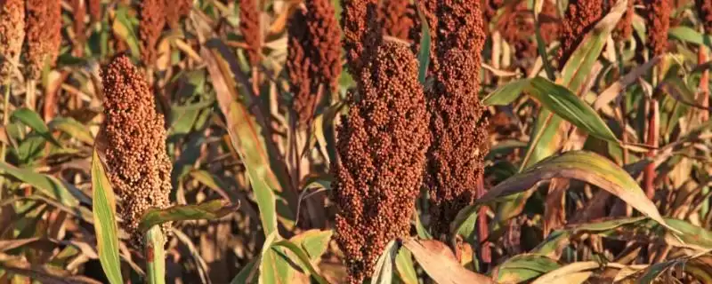 高粱种植株距行距 ,高粱种植的株距和行距是多少插图 高粱种植株距行距 ,高粱种植的株距和行距是多少插图