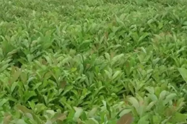 厚朴应该怎样进行种植呢,厚朴需在育苗地生长一年后才能移栽吗插图4