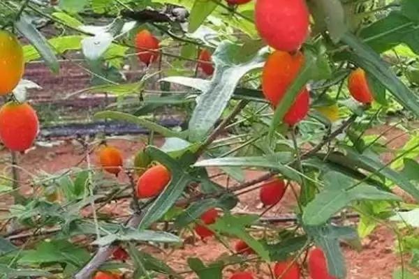 红香果的价格和种植前景,红香果一斤价格100元左右种植前景如何呢插图3 红香果的价格和种植前景,红香果一斤价格100元左右种植前景如何呢插图3