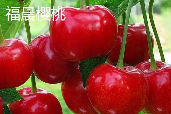 果大的樱桃品种有哪些呢,果大的樱桃品种成熟后颜色有差异吗插图2 果大的樱桃品种有哪些呢,果大的樱桃品种成熟后颜色有差异吗插图2