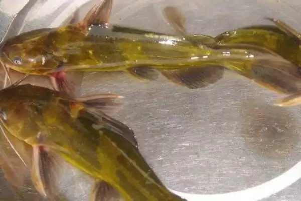 黄骨鱼种类知属淡水鱼的统称,黄骨鱼简介,简介内容准确不?插图2 黄骨鱼种类知属淡水鱼的统称,黄骨鱼简介,简介内容准确不?插图2