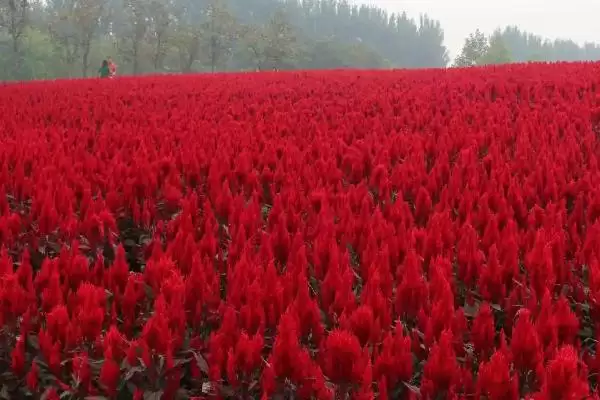 鸡冠花种子种夏播于芒种后对,鸡冠花种子怎么种,播种时间准确吗?插图3 鸡冠花种子种夏播于芒种后对,鸡冠花种子怎么种,播种时间准确吗?插图3