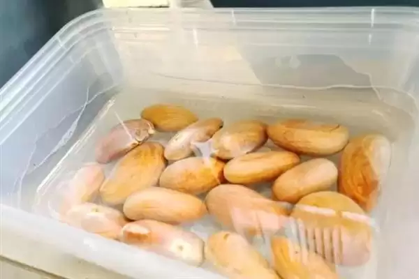 菠萝蜜核的水培方法是怎样呢,菠萝蜜核如何水培插图3 菠萝蜜核的水培方法是怎样呢,菠萝蜜核如何水培插图3
