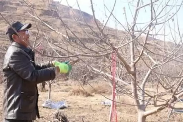 果园修剪时间在什么时候呢,果园修剪时间分为冬、春、夏季剪枝吗插图3 果园修剪时间在什么时候呢,果园修剪时间分为冬、春、夏季剪枝吗插图3