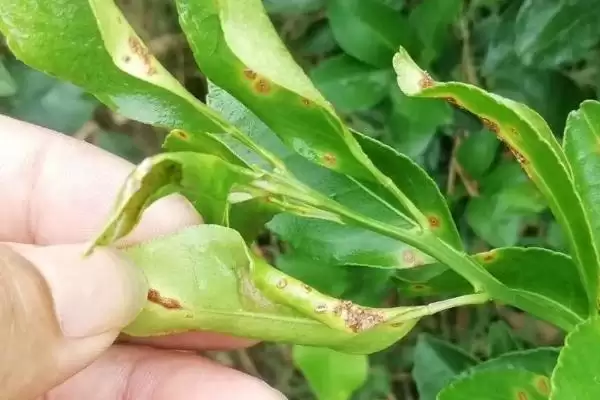 柑橘油斑病用药防治 ,柑橘油斑病该如何用药进行防治插图2 柑橘油斑病用药防治 ,柑橘油斑病该如何用药进行防治插图2