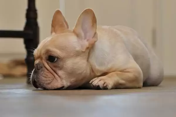 狗狗发烧会有啥症状,狗狗发烧会表现出食欲差或嗜睡等症状吗插图2 狗狗发烧会有啥症状,狗狗发烧会表现出食欲差或嗜睡等症状吗插图2