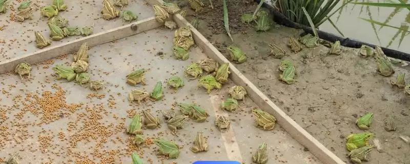 黑斑蛙怎么进行养殖好呢,黑斑蛙先喂鲜活诱饵再过渡到人工饲料养殖吗插图 黑斑蛙怎么进行养殖好呢,黑斑蛙先喂鲜活诱饵再过渡到人工饲料养殖吗插图