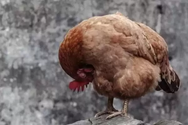 鸡坏死性肠炎常突然发病吗,鸡坏死性肠炎,发病特点是这样?插图1 鸡坏死性肠炎常突然发病吗,鸡坏死性肠炎,发病特点是这样?插图1