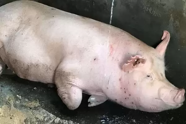 非洲猪瘟防控措施,非洲猪瘟应如何进行防控工作插图4 非洲猪瘟防控措施,非洲猪瘟应如何进行防控工作插图4