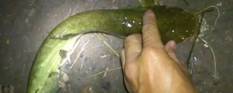钓鲶鱼的夜间垂钓优势,钓鲶鱼的技巧以夜钓有何优势插图 钓鲶鱼的夜间垂钓优势,钓鲶鱼的技巧以夜钓有何优势插图