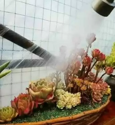 刚种好多肉浇水问题 ,刚种好的多肉要不要进行浇水插图2 刚种好多肉浇水问题 ,刚种好的多肉要不要进行浇水插图2