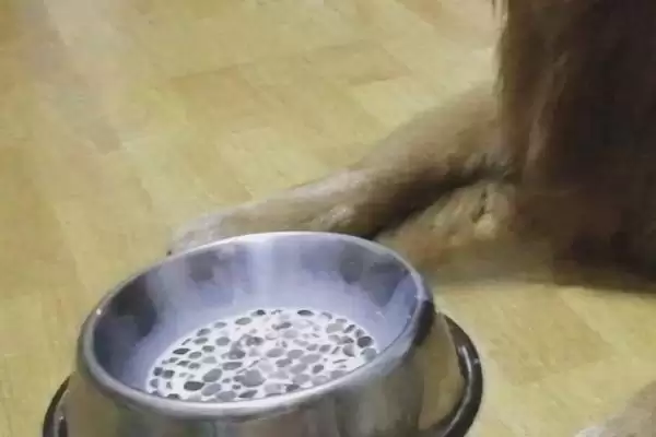 狗粮泡发5-6小时还能喂吗,狗粮泡发5-6小时再喂会影响狗狗健康吗插图2 狗粮泡发5-6小时还能喂吗,狗粮泡发5-6小时再喂会影响狗狗健康吗插图2