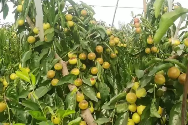 冬枣树苗的挂果时间,冬枣树苗几年开始挂果的时间插图2 冬枣树苗的挂果时间,冬枣树苗几年开始挂果的时间插图2