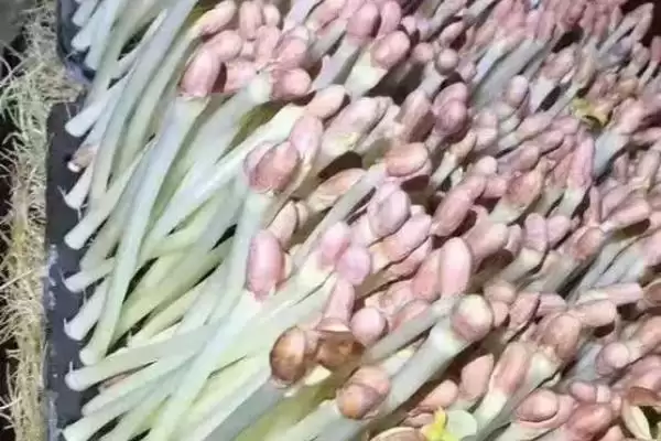 花生芽生产法四步骤能产出芽,花生芽是如何生产的,四个步骤可靠吗?插图1 花生芽生产法四步骤能产出芽,花生芽是如何生产的,四个步骤可靠吗?插图1