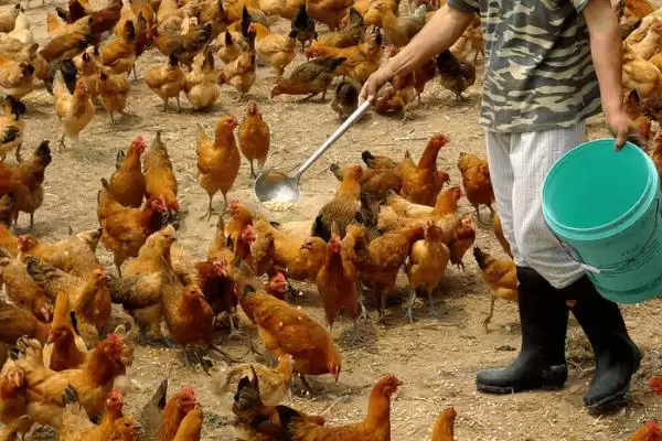 鸡胀气喂药问助消化药可行,鸡胀气喂什么药，助消化药或制霉菌素？插图1