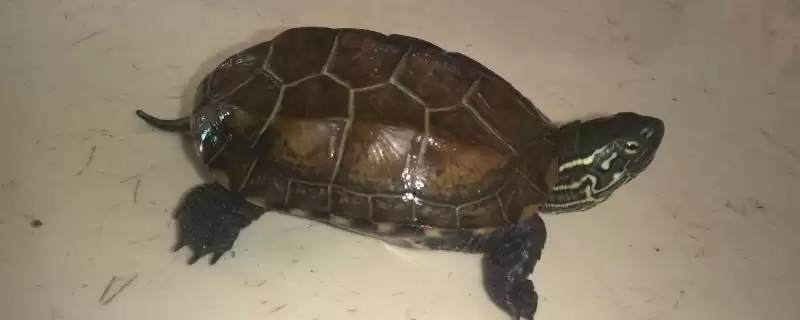 草龟和什么龟杂交比较好呢,草龟和什么龟杂交好插图 草龟和什么龟杂交比较好呢,草龟和什么龟杂交好插图