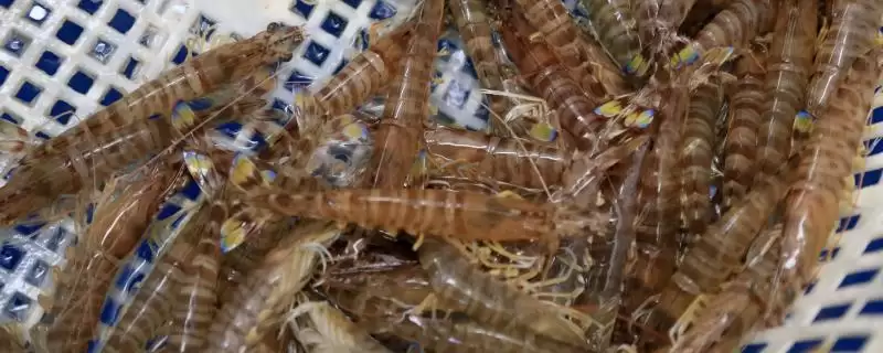 基围虾普通虾两者区别哪个贵,基围虾和普通虾有什么区别,价格差异呢?插图 基围虾普通虾两者区别哪个贵,基围虾和普通虾有什么区别,价格差异呢?插图