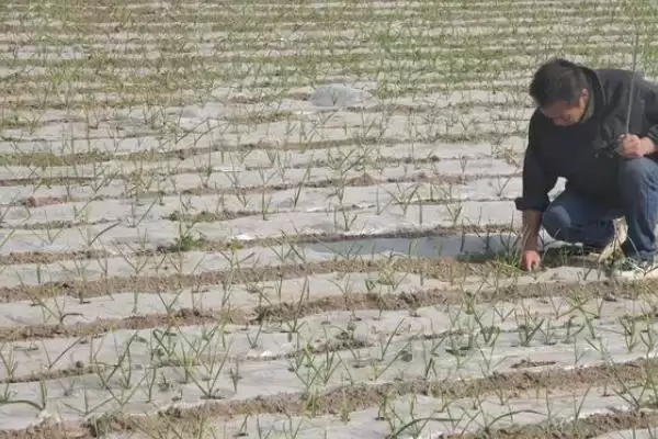 大蒜苗后适合用什么除草剂,大蒜苗后用什么除草剂插图5 大蒜苗后适合用什么除草剂,大蒜苗后用什么除草剂插图5