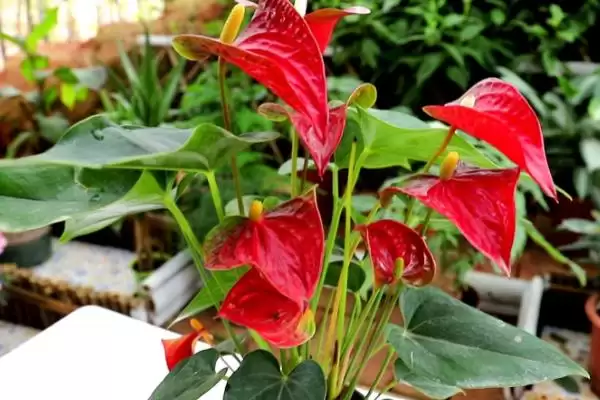 红掌不开花的原因是什么呢,红掌不开花因光照或肥料不足等原因吗插图3 红掌不开花的原因是什么呢,红掌不开花因光照或肥料不足等原因吗插图3