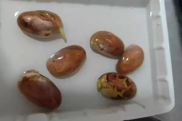 菠萝蜜核的水培方法是怎样呢,菠萝蜜核如何水培插图1 菠萝蜜核的水培方法是怎样呢,菠萝蜜核如何水培插图1