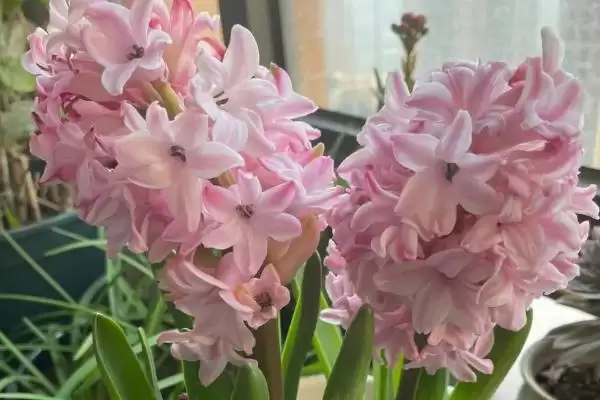 风信子开花后剪残花追磷钾肥,风信子开花后的处理方法，措施有效吗？插图1