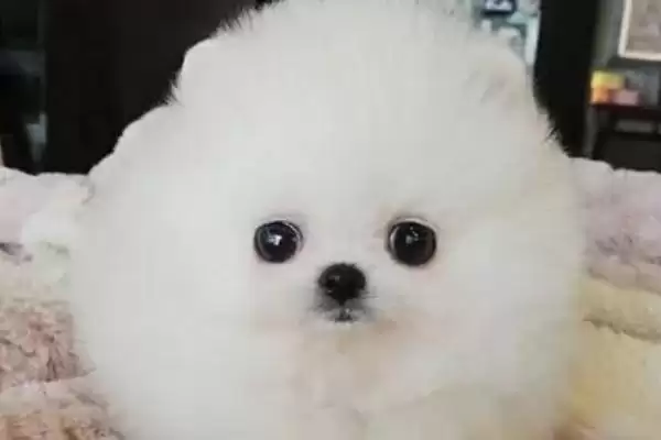 哈多利系博美犬的价格多少,哈多利系博美犬价格几千至几万元不等吗插图3 哈多利系博美犬的价格多少,哈多利系博美犬价格几千至几万元不等吗插图3
