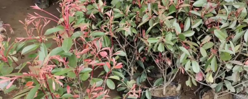 红叶石楠的栽培技术是啥呢,红叶石楠栽培生长环境需确保湿润度吗插图 红叶石楠的栽培技术是啥呢,红叶石楠栽培生长环境需确保湿润度吗插图