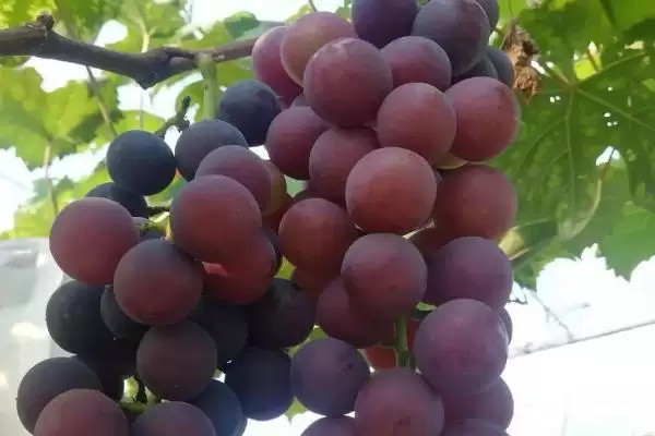 黑蜜葡萄引种方法是什么呢,黑蜜葡萄引种选基部健壮幼苗定植吗插图5 黑蜜葡萄引种方法是什么呢,黑蜜葡萄引种选基部健壮幼苗定植吗插图5
