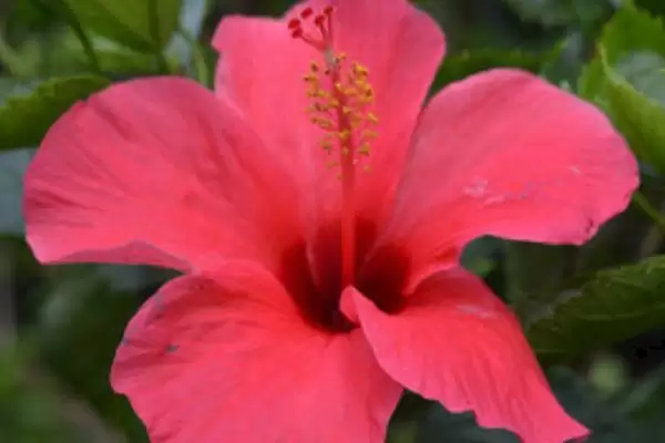 扶桑花品种类型 ,扶桑花常见的品种有哪些种类插图5 扶桑花品种类型 ,扶桑花常见的品种有哪些种类插图5