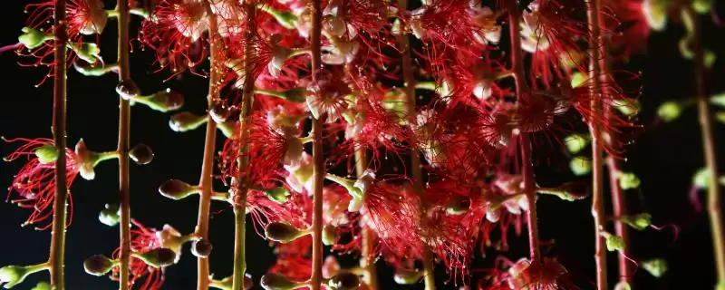 红花玉蕊的花期在什么时候呢,红花玉蕊花期为3-11月这个时间段吗插图 红花玉蕊的花期在什么时候呢,红花玉蕊花期为3-11月这个时间段吗插图