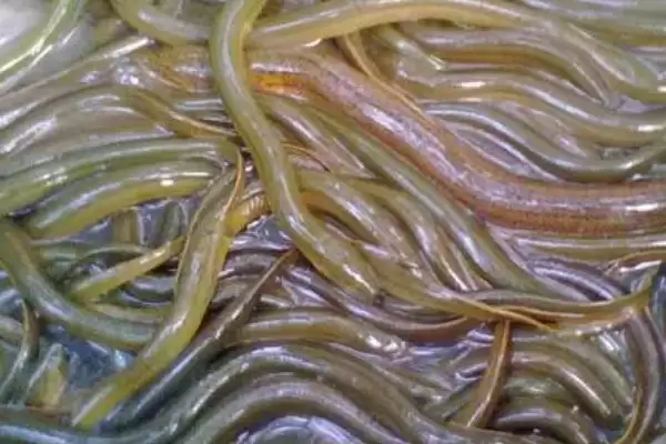 黄鳝病害防治清洗换水能防,黄鳝腐皮病与烂尾病怎么防治，方法有效？插图3