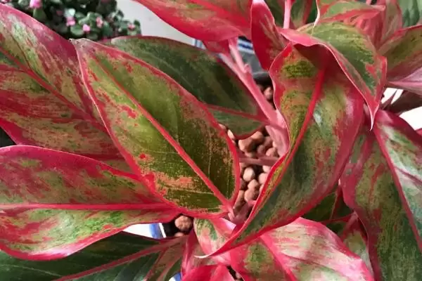 花叶万年青养殖25-30℃生长适宜,花叶万年青的养殖方法，适温范围重要吗？插图1