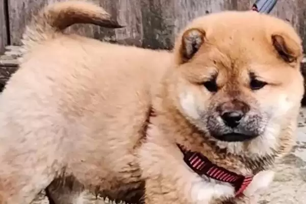 护卫犬品种知多少拉布拉多等常见吗,护卫犬有哪些品种,拉布拉多等常见不?插图5 护卫犬品种知多少拉布拉多等常见吗,护卫犬有哪些品种,拉布拉多等常见不?插图5