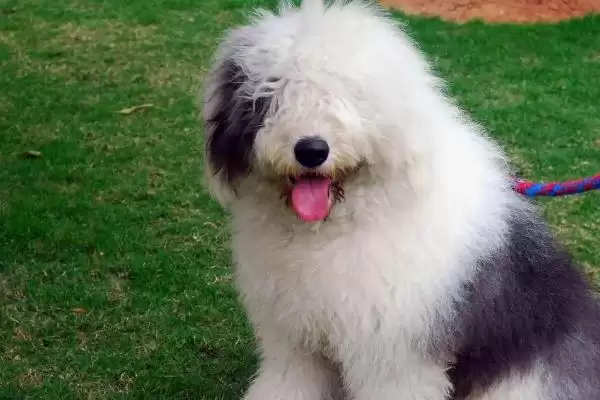 古牧犬的性格是怎样的呢,古牧犬性格比较淘气但很乐观吗插图2 古牧犬的性格是怎样的呢,古牧犬性格比较淘气但很乐观吗插图2