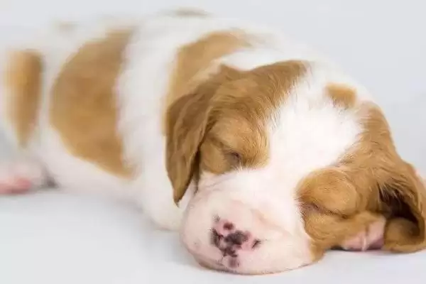 感染犬瘟热疾病类型 ,感染犬瘟热有哪几类疾病类型插图2 感染犬瘟热疾病类型 ,感染犬瘟热有哪几类疾病类型插图2