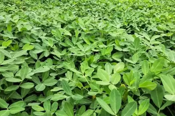 花生产量疑问亩产量受啥因素影响,花生亩产量一般能达到多少,产量因素有啥?插图2 花生产量疑问亩产量受啥因素影响,花生亩产量一般能达到多少,产量因素有啥?插图2