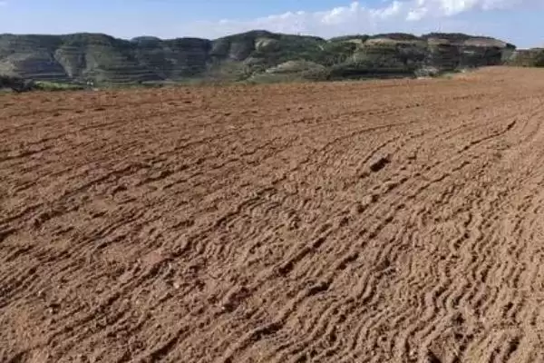 甘薯高产种植方法 ,甘薯实现高产的种植方法有哪些插图1 甘薯高产种植方法 ,甘薯实现高产的种植方法有哪些插图1