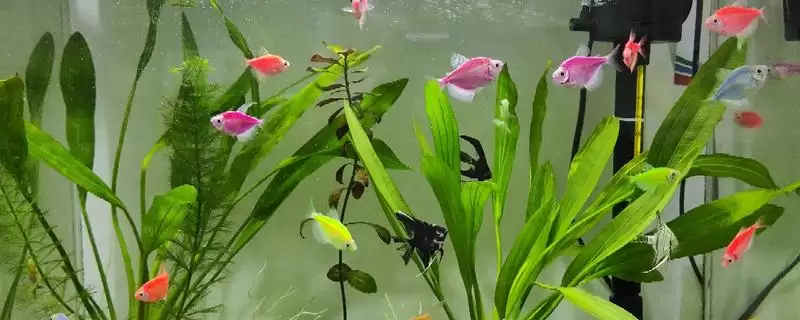 观赏鱼不喂能存活多少天,观赏鱼不喂一般能活一个月左右吗插图 观赏鱼不喂能存活多少天,观赏鱼不喂一般能活一个月左右吗插图