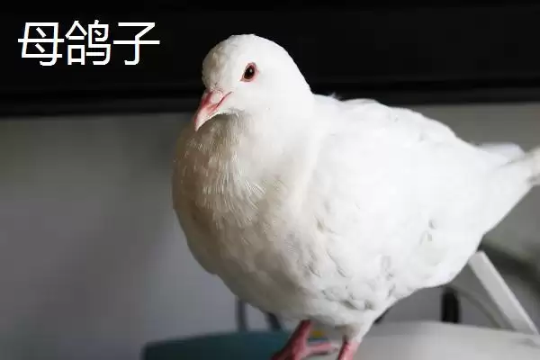 鸽子分公母方法技巧 ,鸽子怎么区分公母呢,有哪些方插图4 鸽子分公母方法技巧 ,鸽子怎么区分公母呢,有哪些方插图4