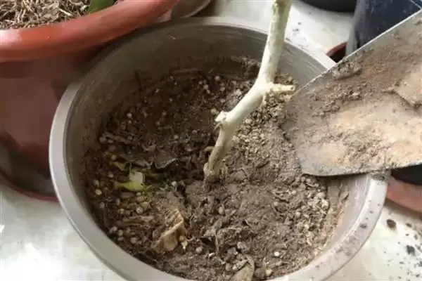 鸿运当头开完花如何处理呢,鸿运当头开完花需剪掉开败残花来处理吗插图8 鸿运当头开完花如何处理呢,鸿运当头开完花需剪掉开败残花来处理吗插图8