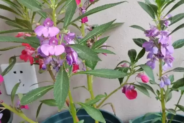凤仙花植物属性 ,凤仙花属于什么类型的植插图2 凤仙花植物属性 ,凤仙花属于什么类型的植插图2