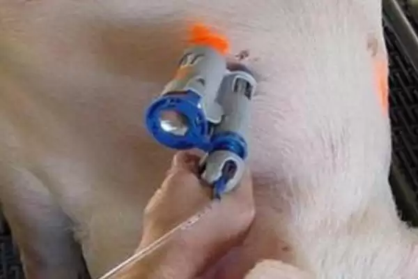 后备母猪如何注射疫苗呢,后备母猪不同疫苗的注射时间有所不同吗插图1 后备母猪如何注射疫苗呢,后备母猪不同疫苗的注射时间有所不同吗插图1
