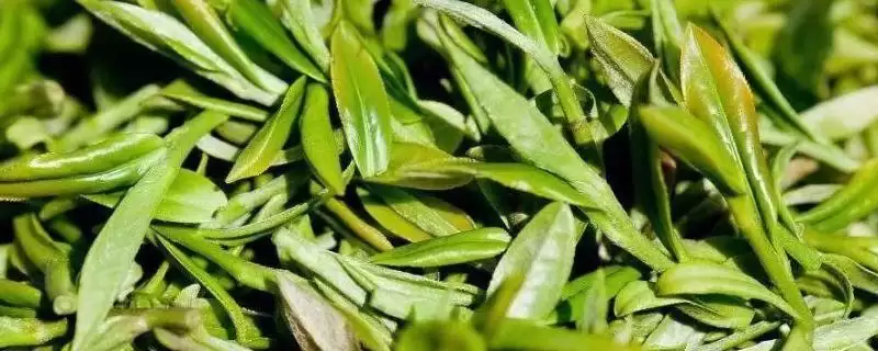 广东名茶排行榜是怎样的,广东是饮茶大省有哪些名茶上榜呢插图 广东名茶排行榜是怎样的,广东是饮茶大省有哪些名茶上榜呢插图