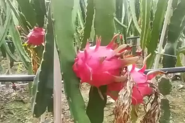 火龙果产地问主产越泰等地,火龙果的产地,这些产地准确吗?插图1 火龙果产地问主产越泰等地,火龙果的产地,这些产地准确吗?插图1