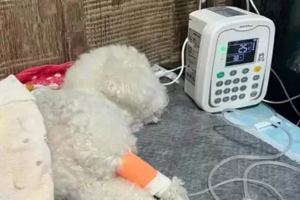 狗狗贫血是由何引起的,狗狗贫血是饮食或先天性疾病等原因导致吗插图7 狗狗贫血是由何引起的,狗狗贫血是饮食或先天性疾病等原因导致吗插图7