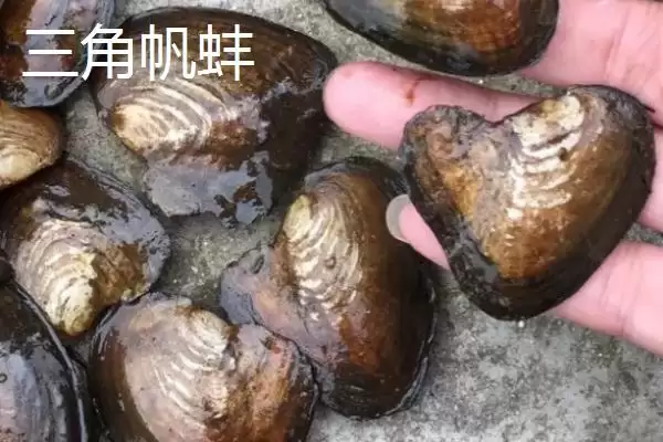 河蚌里面有珍珠这种情况吗,河蚌并不是每个里面都有珍珠是真的吗插图4 河蚌里面有珍珠这种情况吗,河蚌并不是每个里面都有珍珠是真的吗插图4