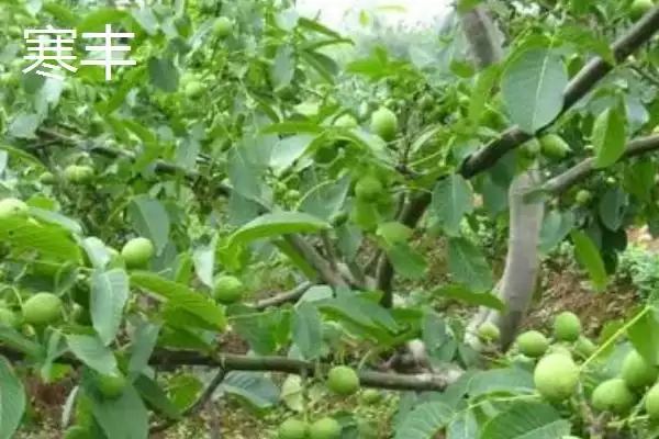 核桃的优质品种有哪些呢,哪四种核桃品种在市场上需求热度较高呢插图4 核桃的优质品种有哪些呢,哪四种核桃品种在市场上需求热度较高呢插图4