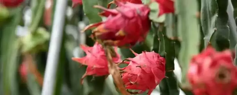 火龙果产地问主产越泰等地,火龙果的产地,这些产地准确吗?插图 火龙果产地问主产越泰等地,火龙果的产地,这些产地准确吗?插图
